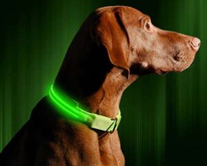 light up dog collar